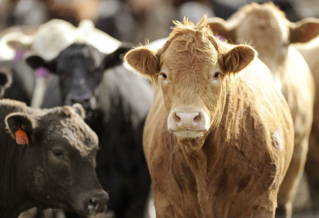 Beef cattle